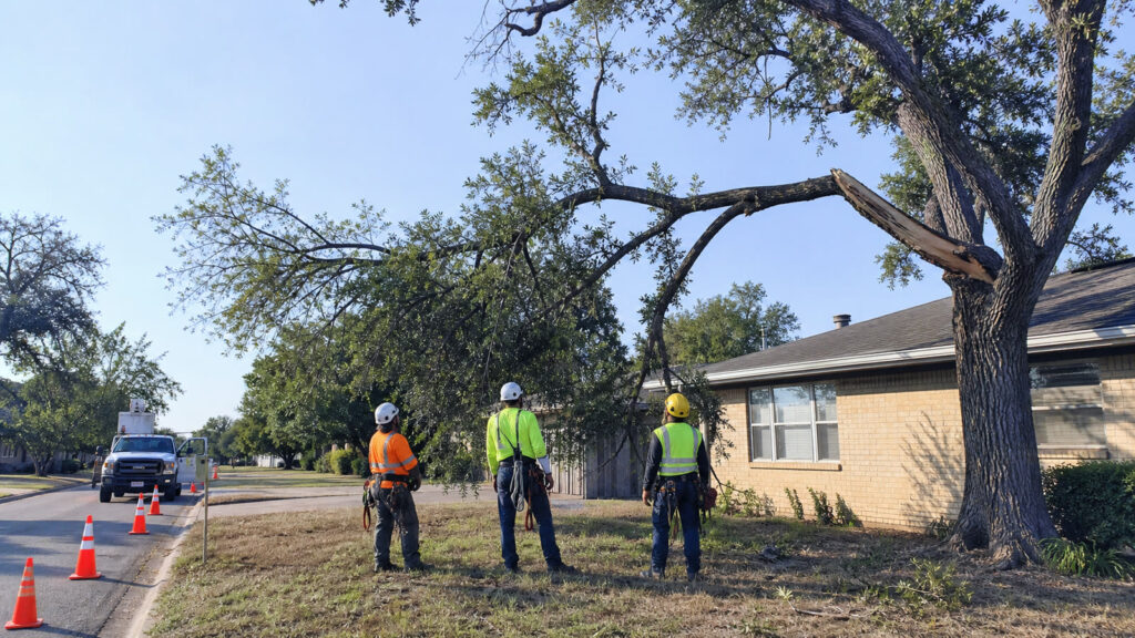 When Should a Damaged Tree Be Removed in Abilene? — professional tree care in Abilene, Texas