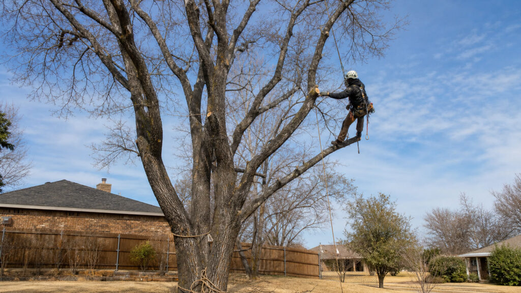 Abilene Tree Pruning Calendar: What to Trim and When — professional tree care in Abilene, Texas