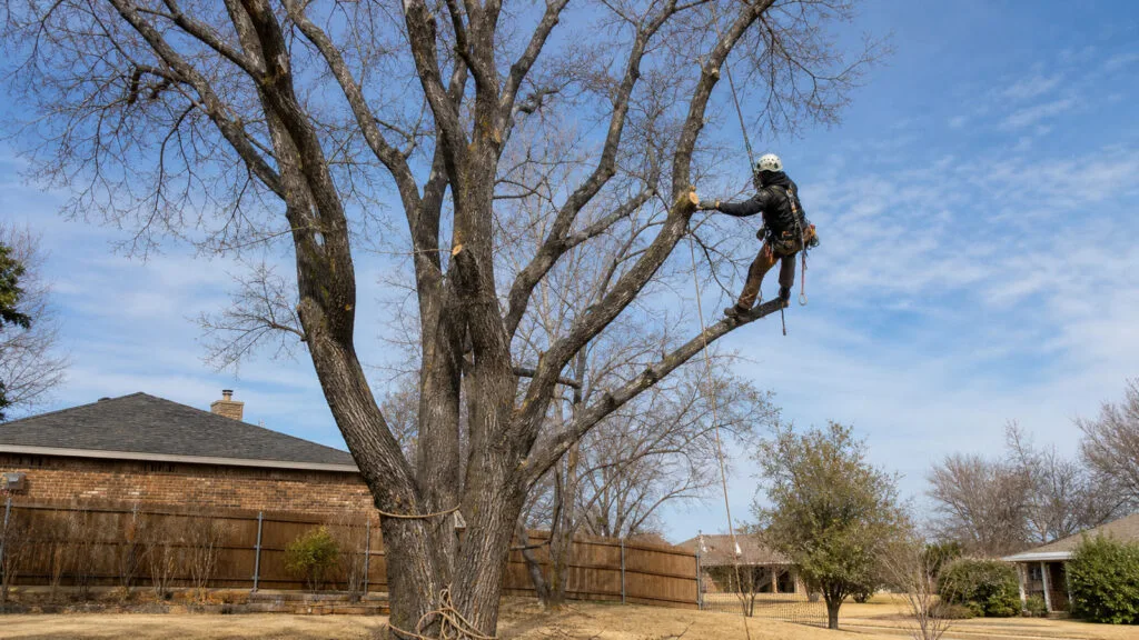 Abilene Tree Pruning Calendar: What to Trim and When — professional tree care in Abilene, Texas