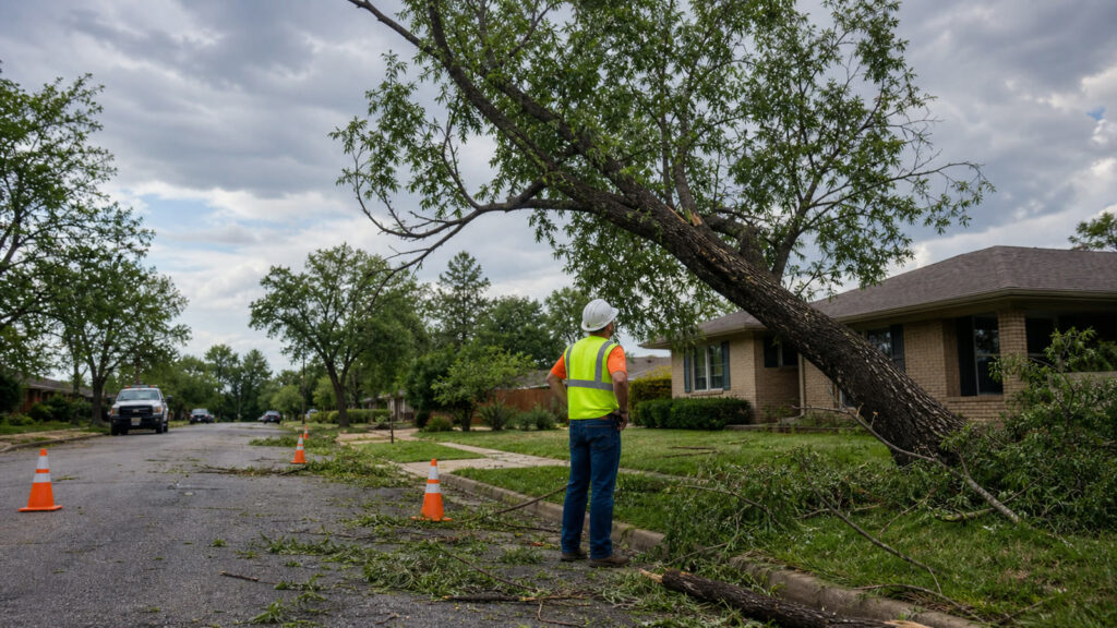 How to Assess Tree Damage After an Abilene Storm — professional tree care in Abilene, Texas