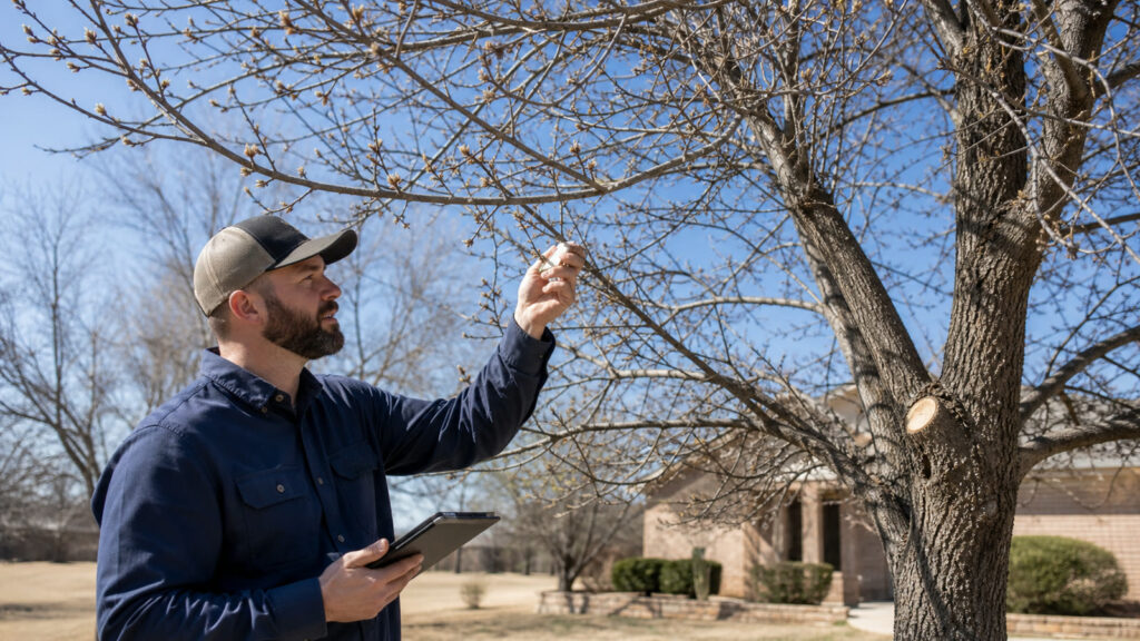 Freeze-Damaged Trees in Abilene: When to Prune — professional tree care in Abilene, Texas