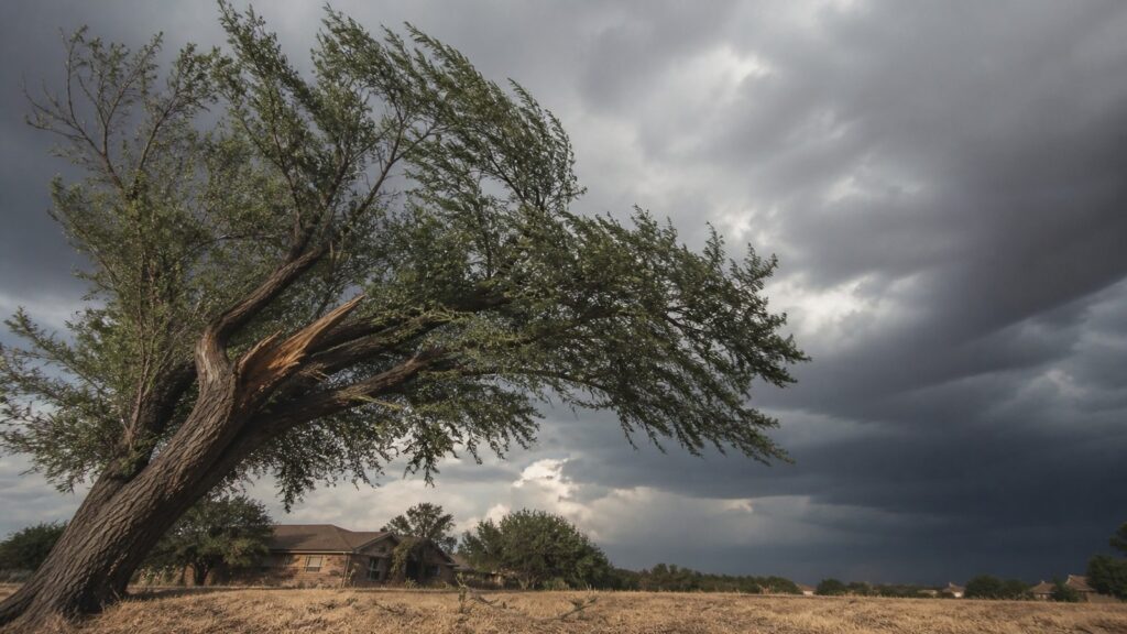 AI-generated illustration of a mature Abilene tree bending in straight-line West Texas wind